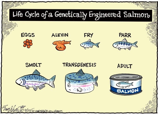 salmoncomics