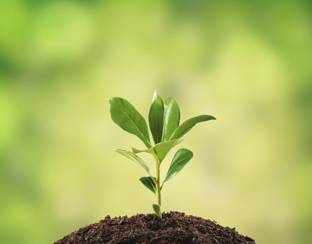 Sapling with out of focus garden