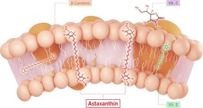 cell-membrane