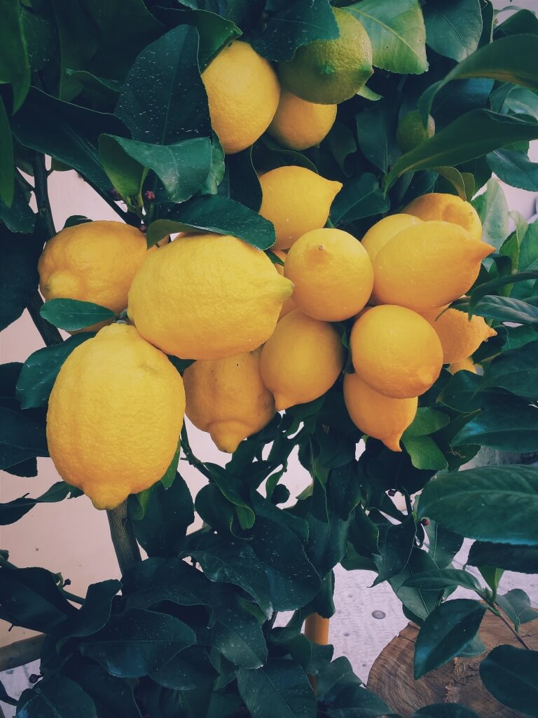 lemon-tree-801996