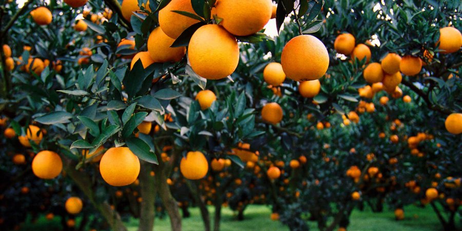 Home DR.特濃胺基酸EX 獨家專利柑橘幼果健康代謝不間斷