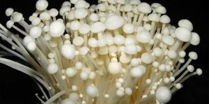 「金針菇膳食纖維粉」獨家水解技術富含植物性菇類甲殼素