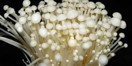「金針菇膳食纖維粉」獨家水解技術富含植物性菇類甲殼素