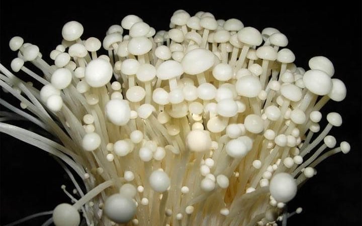 「金針菇膳食纖維粉」獨家水解技術富含植物性菇類甲殼素