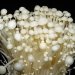 「金針菇膳食纖維粉」獨家水解技術富含植物性菇類甲殼素