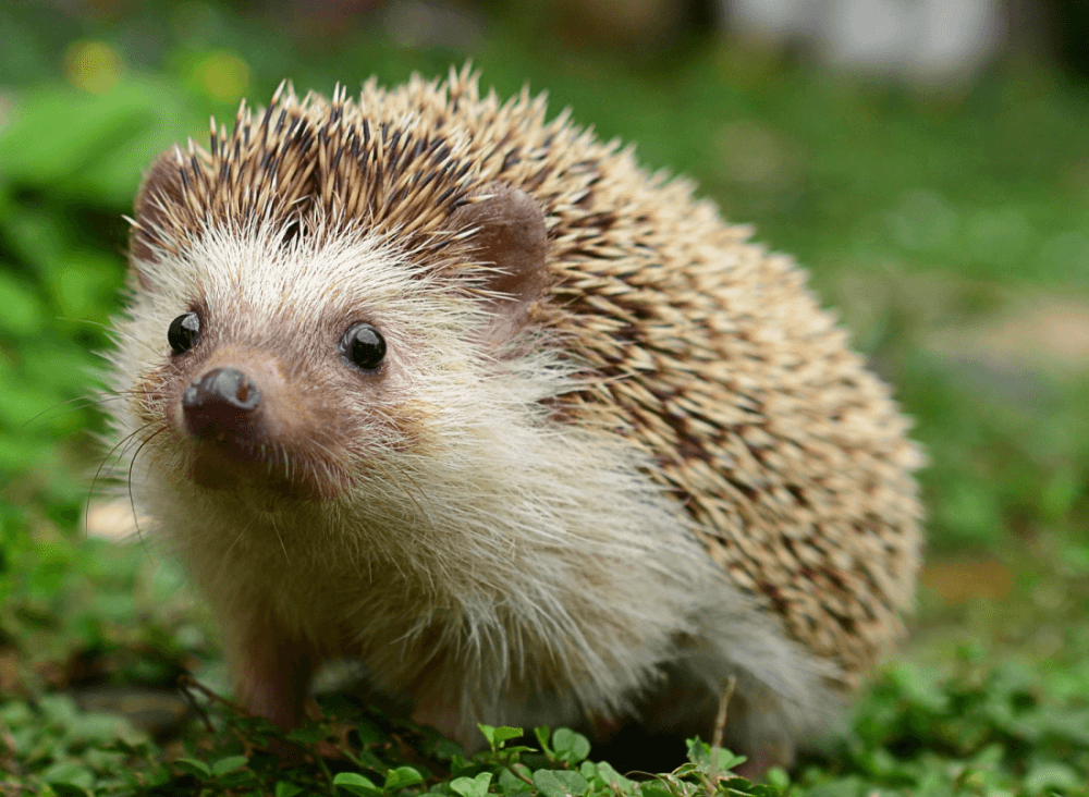 hedgehog2