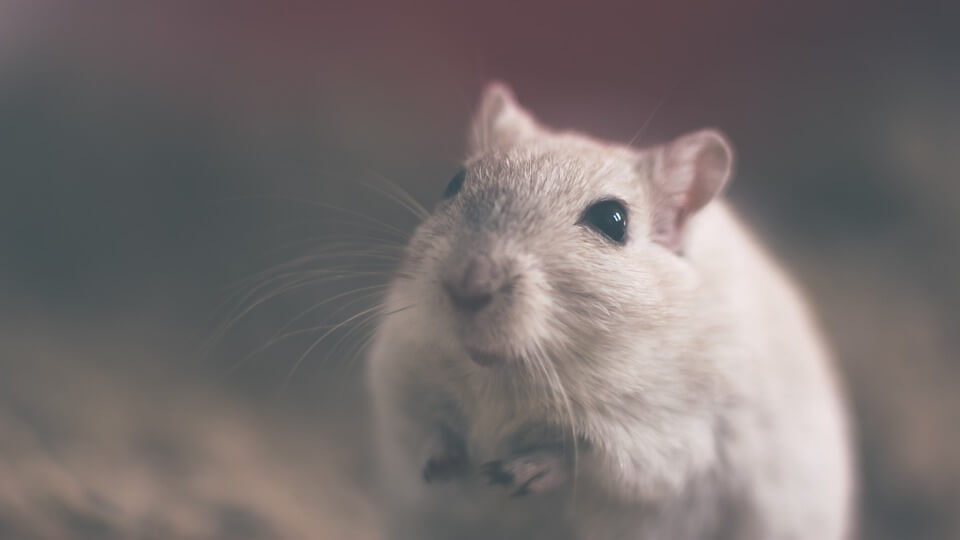 mouse-801843_960_720