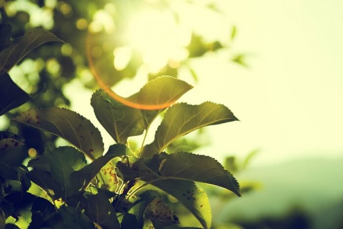 tree-919055_960_720-e1461746028125