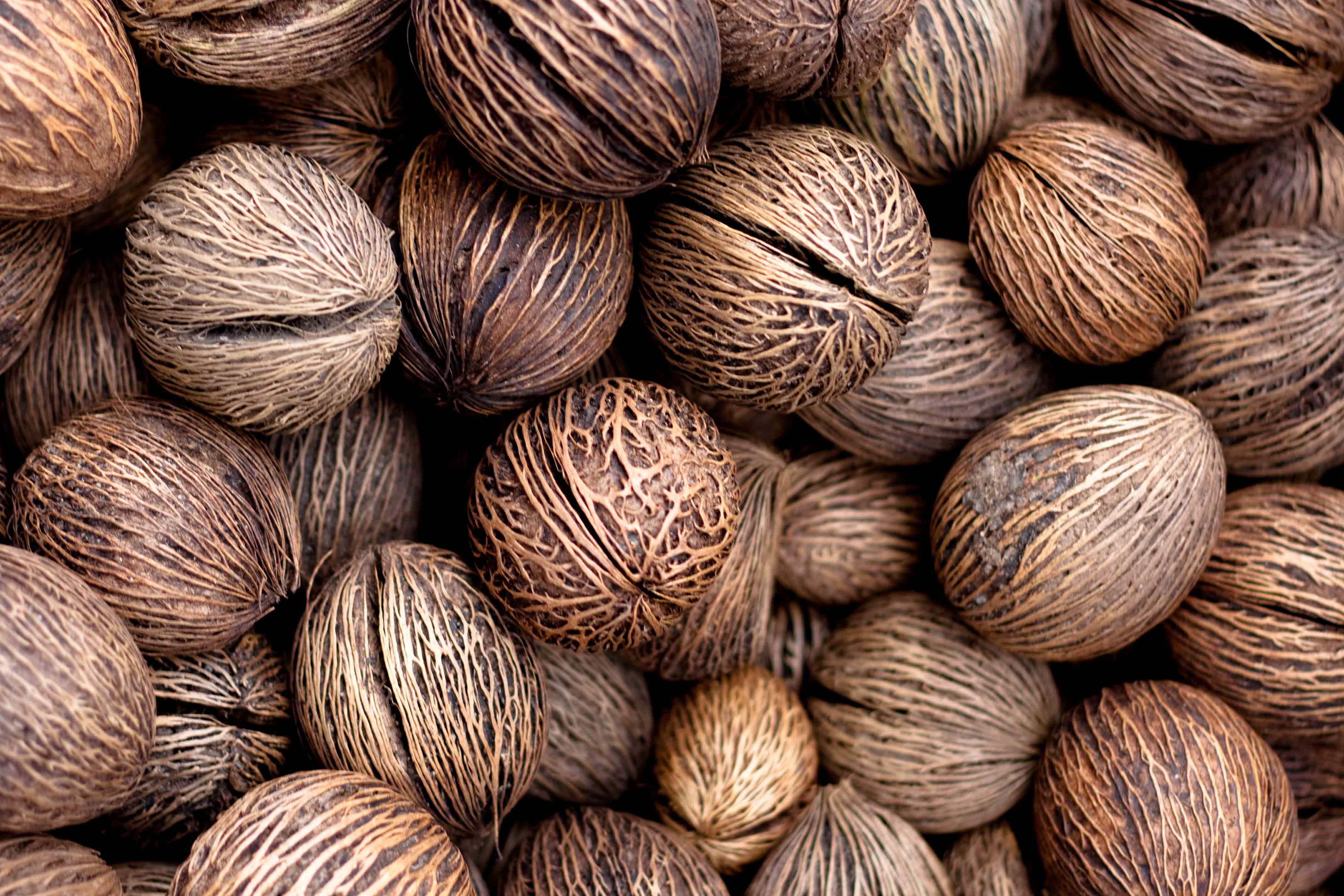 coconut-seeds_web