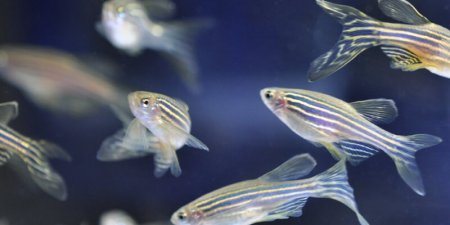 台大研究團隊首創全台第一個白血病斑馬魚疾病模型