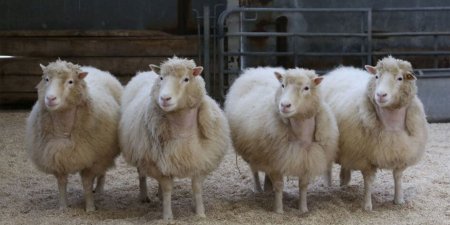 關於複製生物科技 桃莉羊只是一個開始