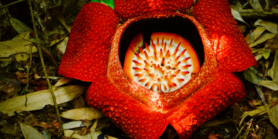 寄生植物的進擊：竊取宿主基因為一己之用