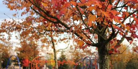 秋季紅楓中隱藏的基因秘密