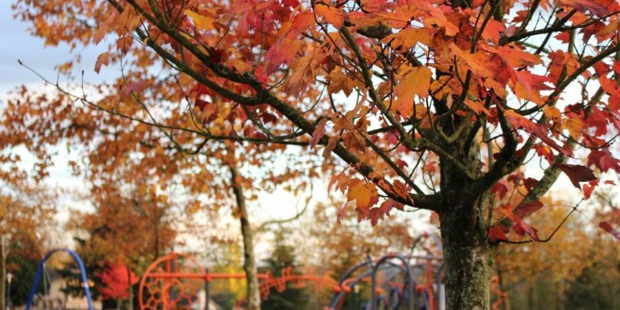 秋季紅楓中隱藏的基因秘密