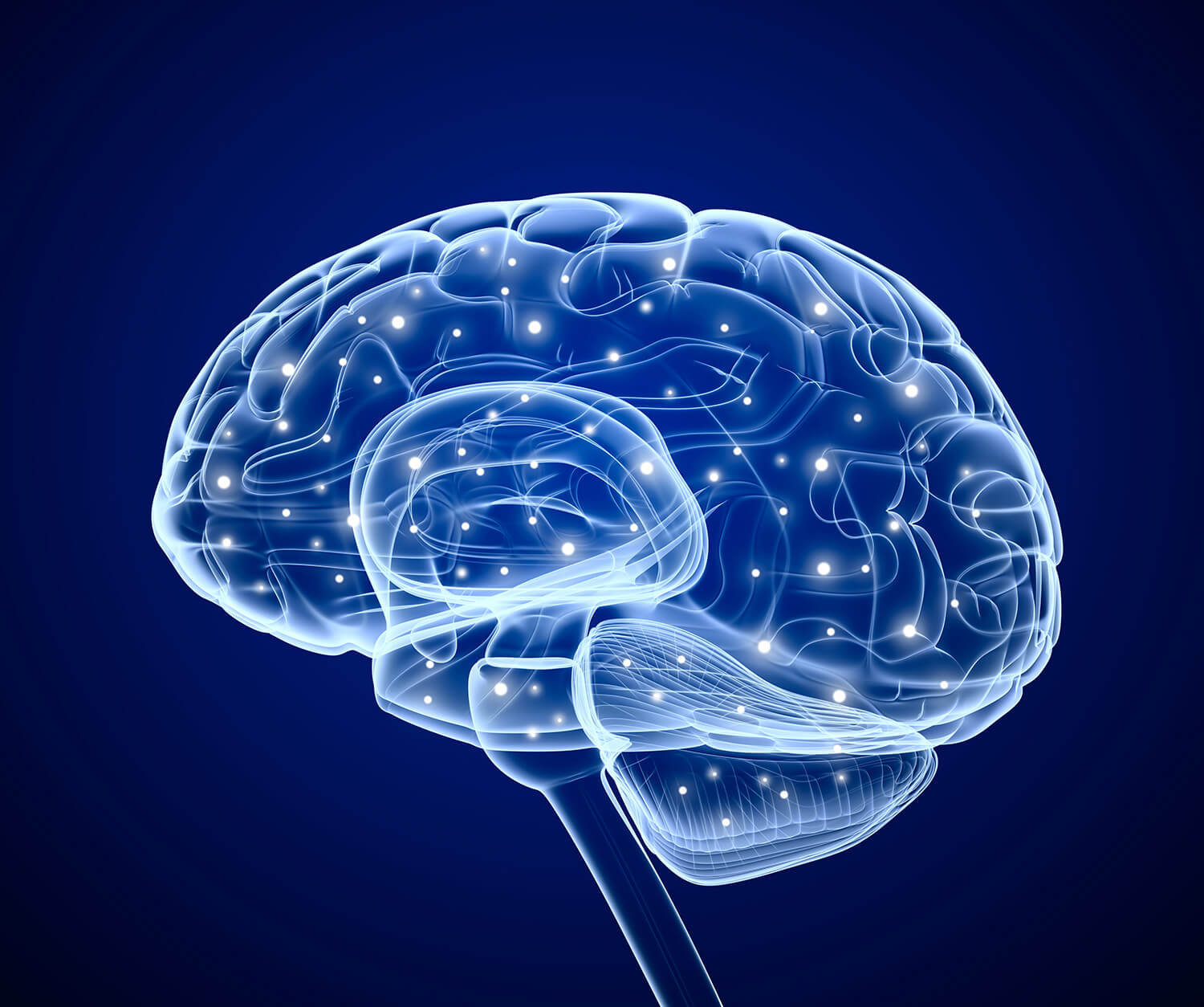 brain