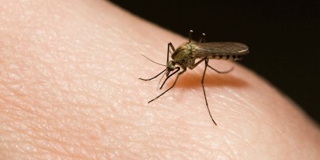 登革熱境外移入病例增加，民眾及醫療院應保持警覺