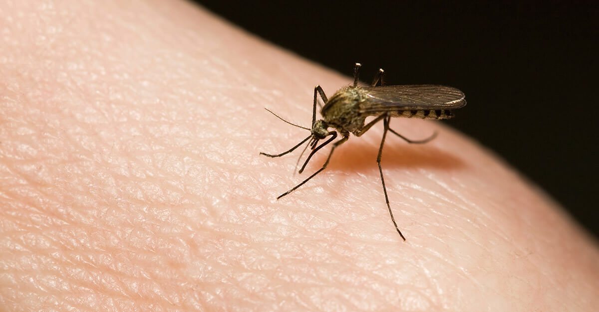 dengue1