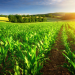 蟲蟲危機也可成為農作物轉機?