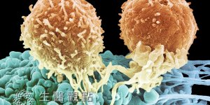 白血病新興療法 禁食可以餓死癌細胞？