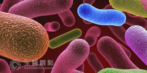 「細菌療法」 腸道菌不但減肥還可預防代謝疾病
