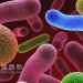 「細菌療法」 腸道菌不但減肥還可預防代謝疾病