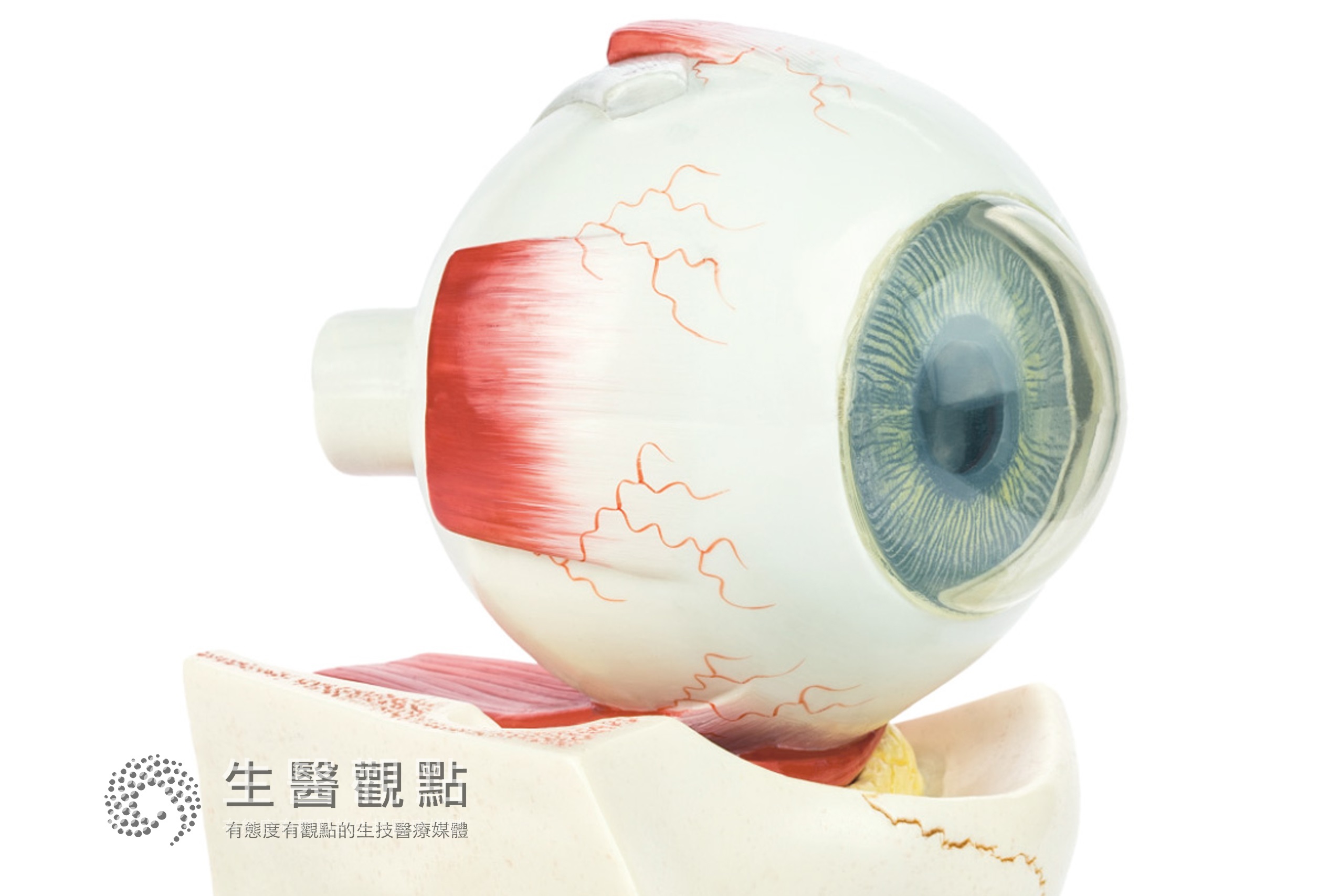%e6%b5%ae%e6%b0%b4%e5%8d%b0%e7%99%bd%e5%ad%97 – 生醫觀點BioMed|關注生醫 分享觀點