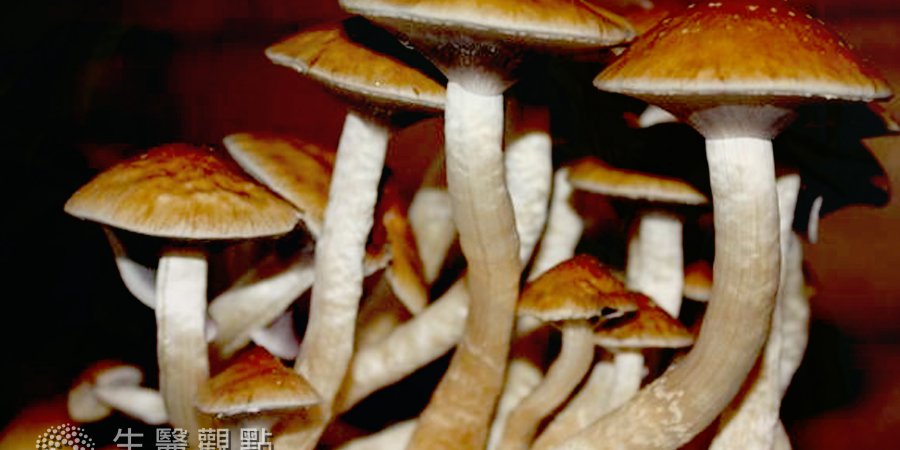 減輕痛苦  「魔菇」降低癌症病患焦慮與憂鬱