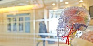 用「腦」增強免疫力？科學家發現免疫系統調控與大腦有關