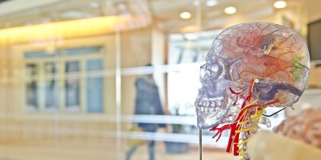 用「腦」增強免疫力？科學家發現免疫系統調控與大腦有關