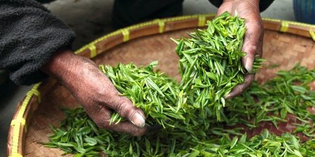 諾羅病毒肆虐 科學家發現「它」能夠抗病毒