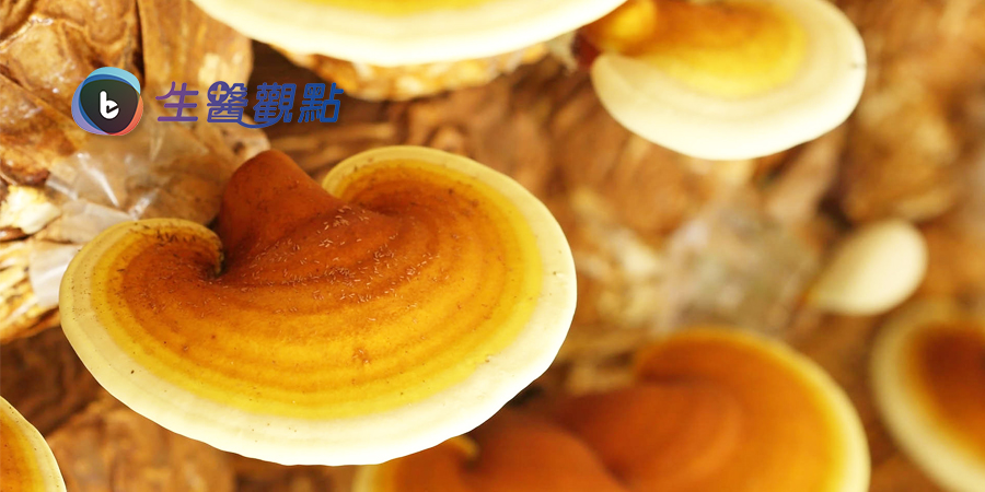 抗癌機轉新發現 靈芝多醣抑制癌細胞轉移