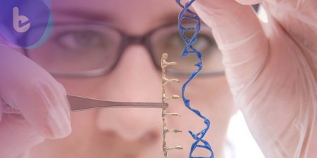 為補足器官移植需求  科學家以基因編輯技術培育人豬混合胚胎