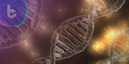 澳洲科學家透過基因修飾根治過敏反應