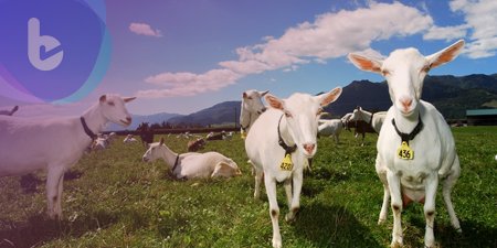 寶寶過敏真困擾 中醫解析羊奶調整寶寶體質