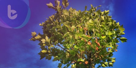 科學家劫持植物代謝機制 使葉片成為小兒痲痺疫苗工廠