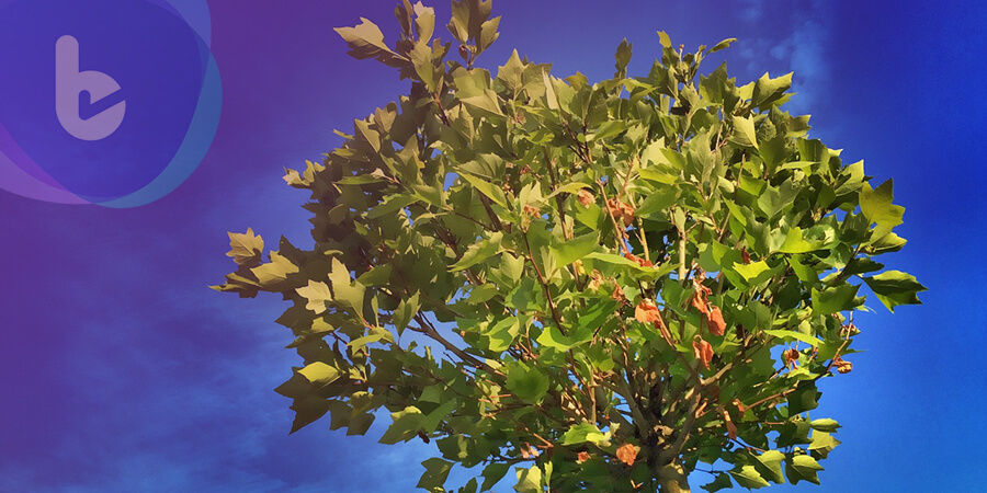科學家劫持植物代謝機制 使葉片成為小兒痲痺疫苗工廠
