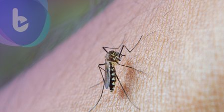 常被蚊子騷擾是因為「酸性體質」？