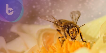 蜂蜜能幫助人類製造塑膠替代物？！改善塑膠汙染問題！