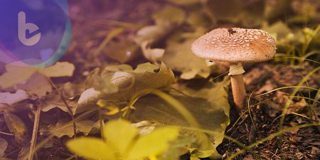 這樣「肝」好！ 「香菇菌絲體」保護肝功能