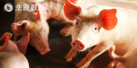 台灣研發非洲豬瘟「快篩試劑」 為亞洲第一支獲OIE認證