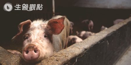 離島防疫戰再起! 生熟豬肉均禁運