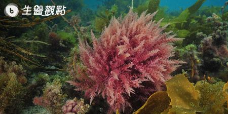 2019年保健食品界黑馬-植物蝦紅素，到底有多厲害？