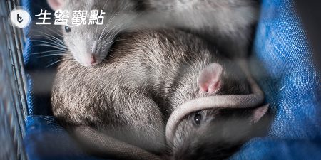 走近科學之消失的鼠仔