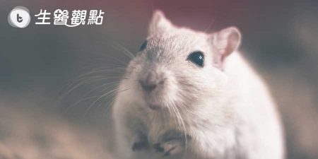 我的老鼠挑食怎麼辦？