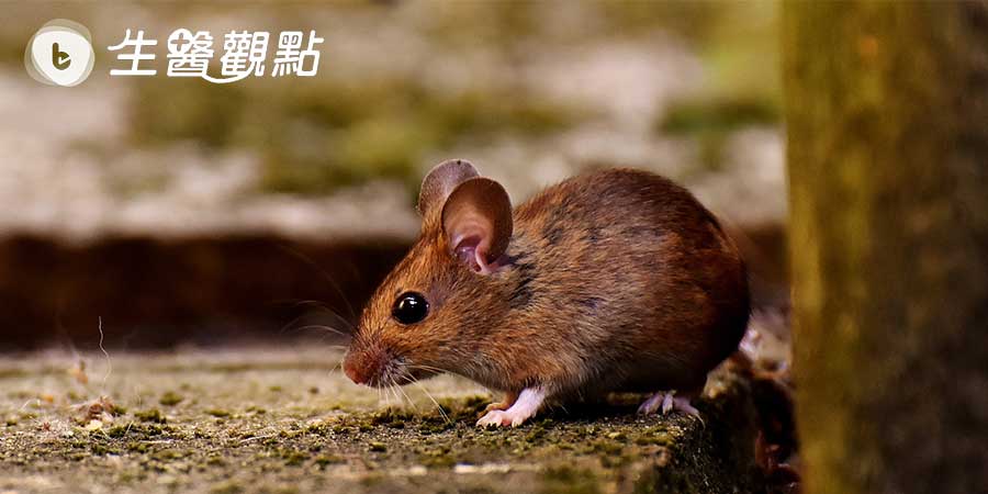 老鼠實驗發現「酶」可延長壽命