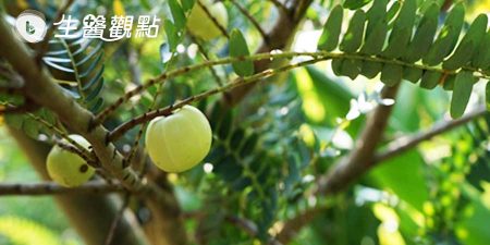 研究新寵兒─餘甘子　喚起客家人的酸甜記憶