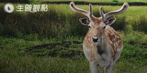 中國研究：癌症基因加快鹿角生長 有助找到抗癌的新方法