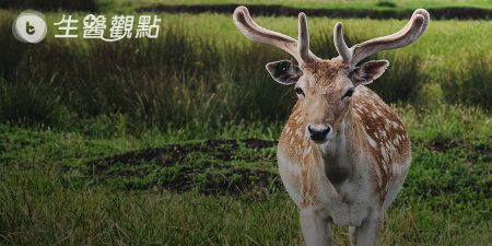 中國研究：癌症基因加快鹿角生長 有助找到抗癌的新方法