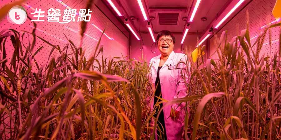 為了養活14億人口，中國加大對基因編輯農作物的投入