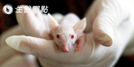 實驗鼠別再分不清！科研人認得哪一種？